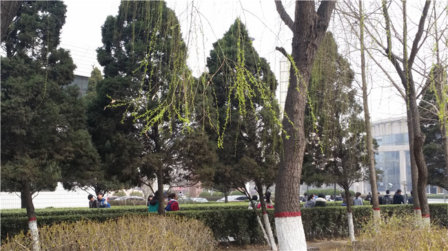 柳樹發芽